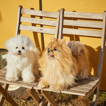 양모펠트 강아지 전신