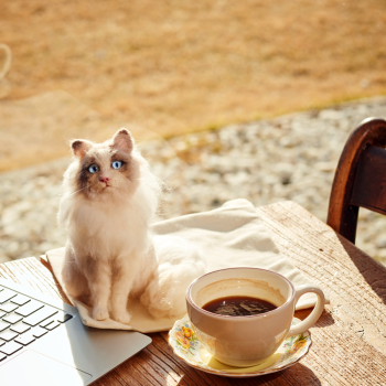 양모펠트 고양이 전신